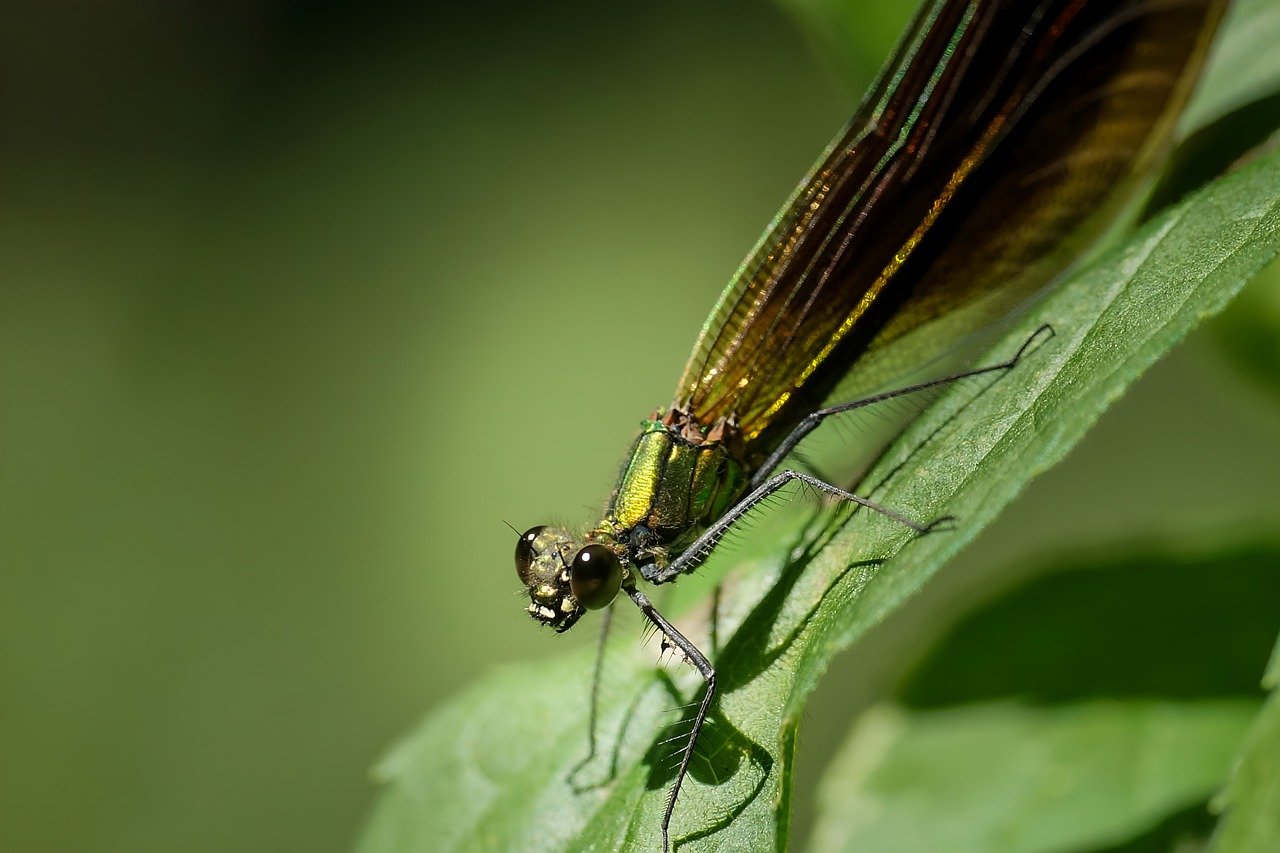 How to Make Your Own Natural Insect Repellent